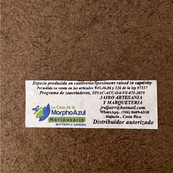 Butterfly Taxidermy Framed Art - Picture 3 of 3